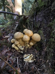 Gymnopilus ventricosus