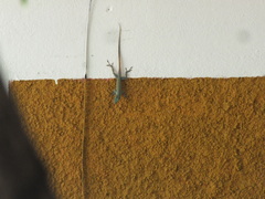 Anolis grahami