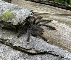 Avicularia avicularia