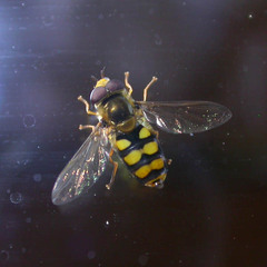 Eupeodes latifasciatus