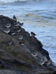 Calidris virgata