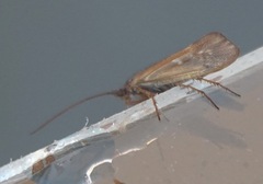Anabolia nervosa