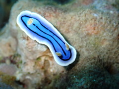 Chromodoris lochi