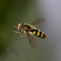 Eupeodes latifasciatus