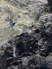 Calidris virgata