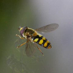 Eupeodes latifasciatus
