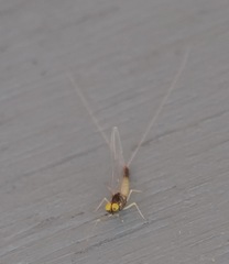 Baetis fuscatus
