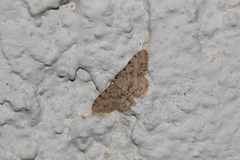 Scopula luridata