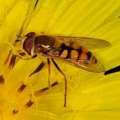 Eupeodes corollae