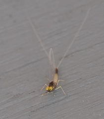 Baetis fuscatus