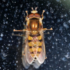 Eupeodes corollae