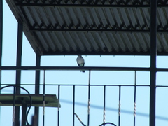 Mimus polyglottos