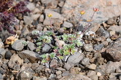 Potentilla uniflora