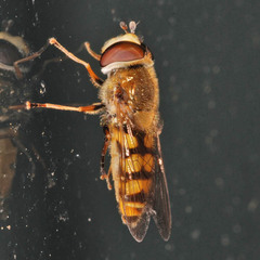 Eupeodes corollae