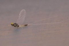 Baetis fuscatus