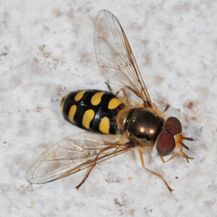 Eupeodes luniger
