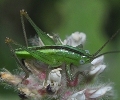 Conocephalus conocephalus