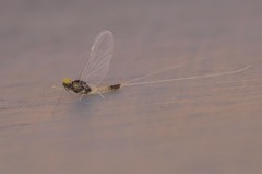 Baetis fuscatus