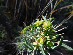 Euphorbia loricata