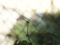 Brachycera