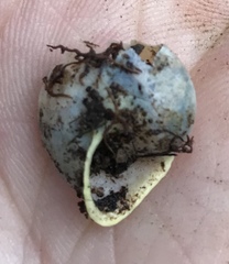 Helicina steindachneri