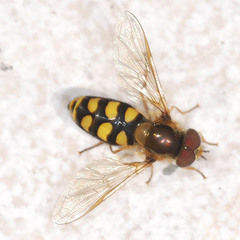 Eupeodes latifasciatus