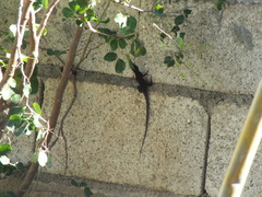 Anolis