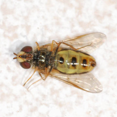 Eupeodes latifasciatus