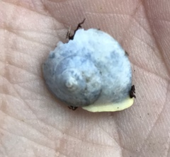 Helicina steindachneri