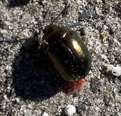 Chrysolina hyperici