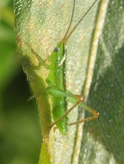 Conocephalus conocephalus