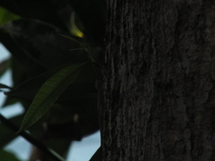 Anolis grahami