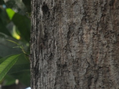 Anolis grahami