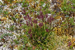 Tofieldia coccinea
