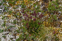 Tofieldia coccinea