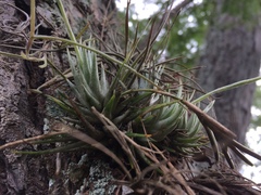 Tillandsia loliacea