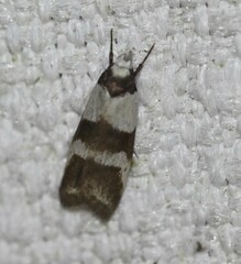 Eulechria triferella