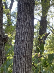 Carya texana