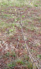 Pyrus bourgaeana