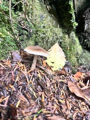 Rhodocollybia butyracea