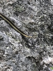 Thamnophis errans