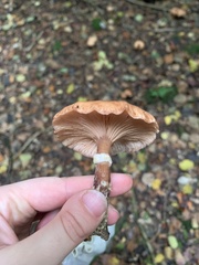 Armillaria ostoyae