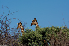 Giraffa camelopardalis reticulata