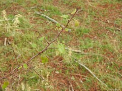 Pyrus bourgaeana