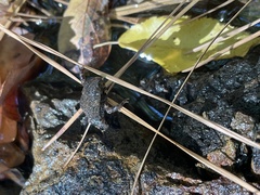 Lithobates clamitans