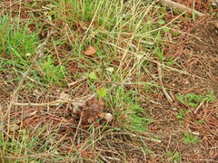 Pyrus bourgaeana