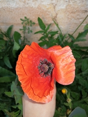 Papaver rhoeas
