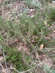 Spergularia macrotheca