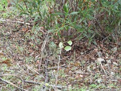 Pyrus bourgaeana