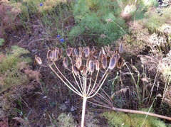 Lomatium klickitatense
